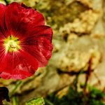 3 Blumen aus Deutschland, die Sie gerne in Ihrer Wohnung haben würden